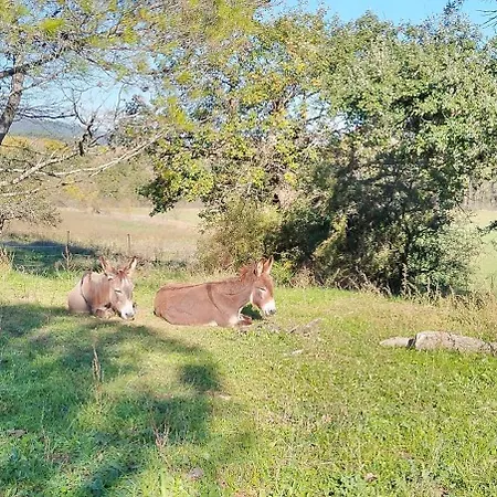 Holiday home Domaine De Pelipa - Mas 5 Etoiles En Pleine Nature - 8